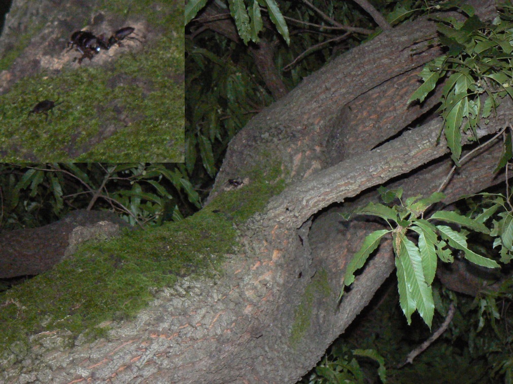 団地前のクヌギ_新たに気が付いた高い樹液で群れるコクワガタ_2021年6月14日19時50分頃 気温22度